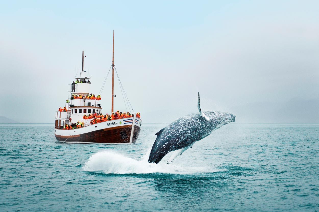 Whale breaching as tourist watch from a boat nearby