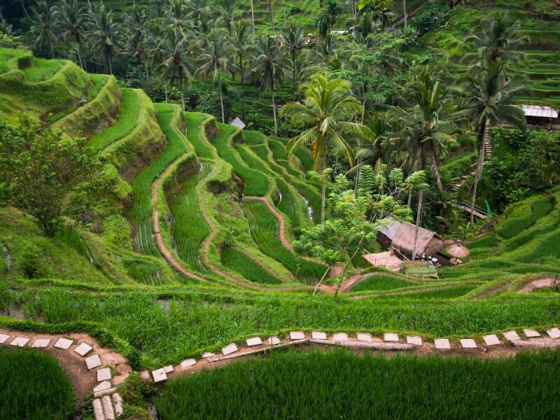 Ubud Bali Rice Terrance 