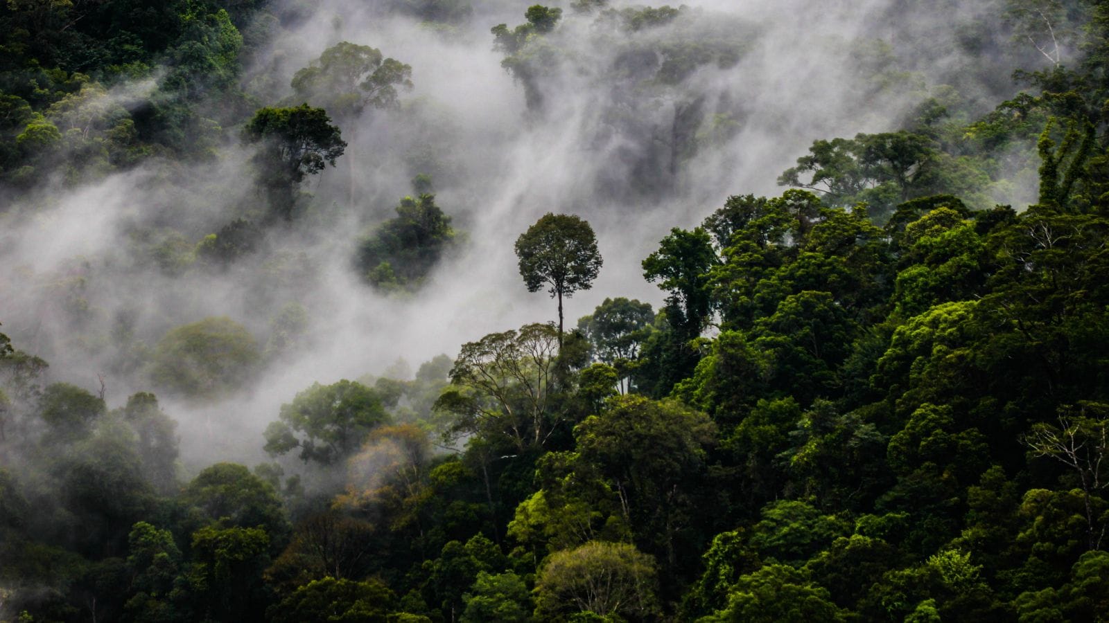 Brunei Rainforest