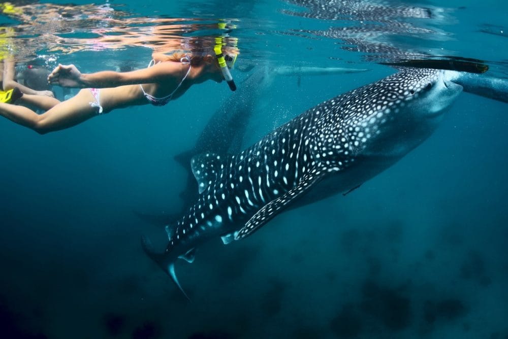 Swimming With Whale Sharks In Cabo