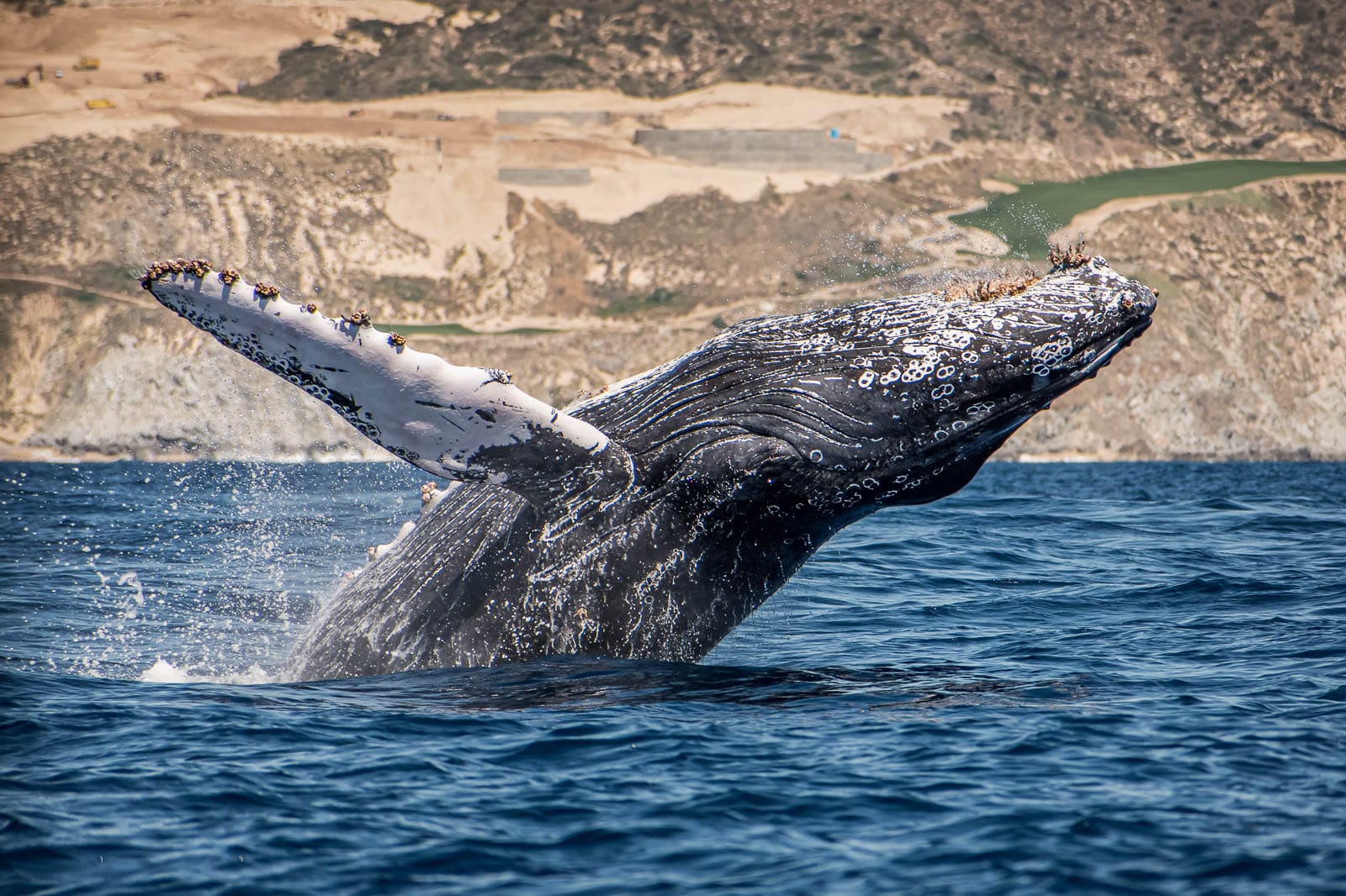 Whale Watching Tours In Cabo