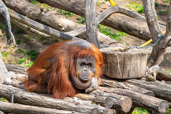 Parc de la Ciutadella Zoo