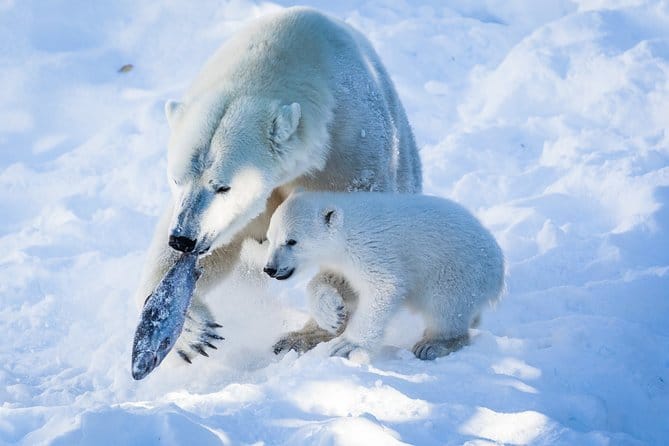 Ranua Wildlife Park