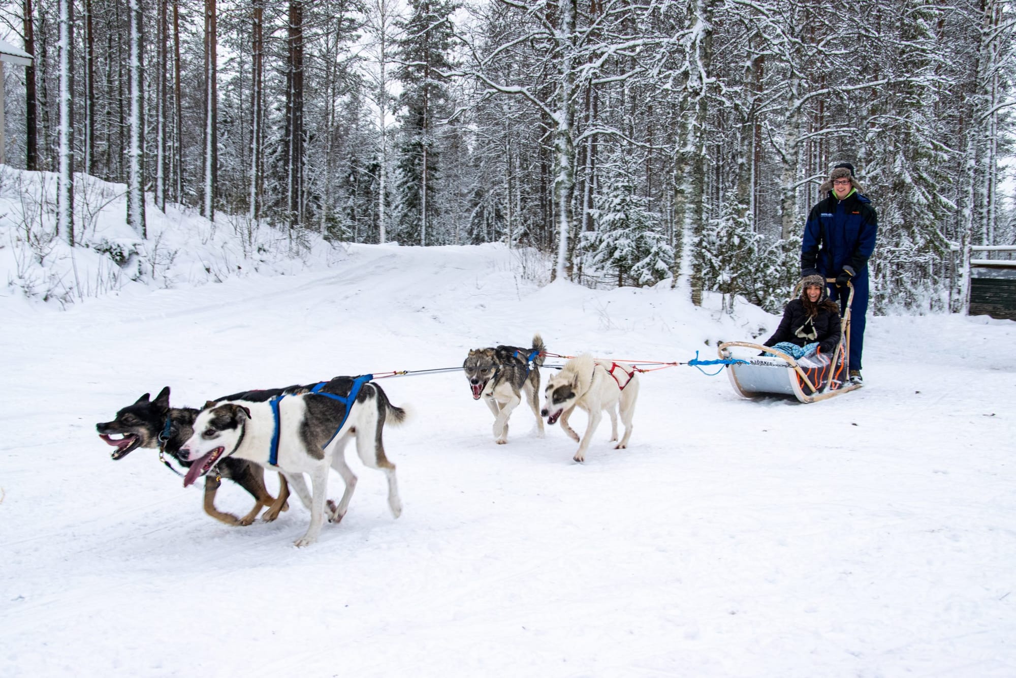 Drive Husky Sleigh Dogs In Rovaniemi