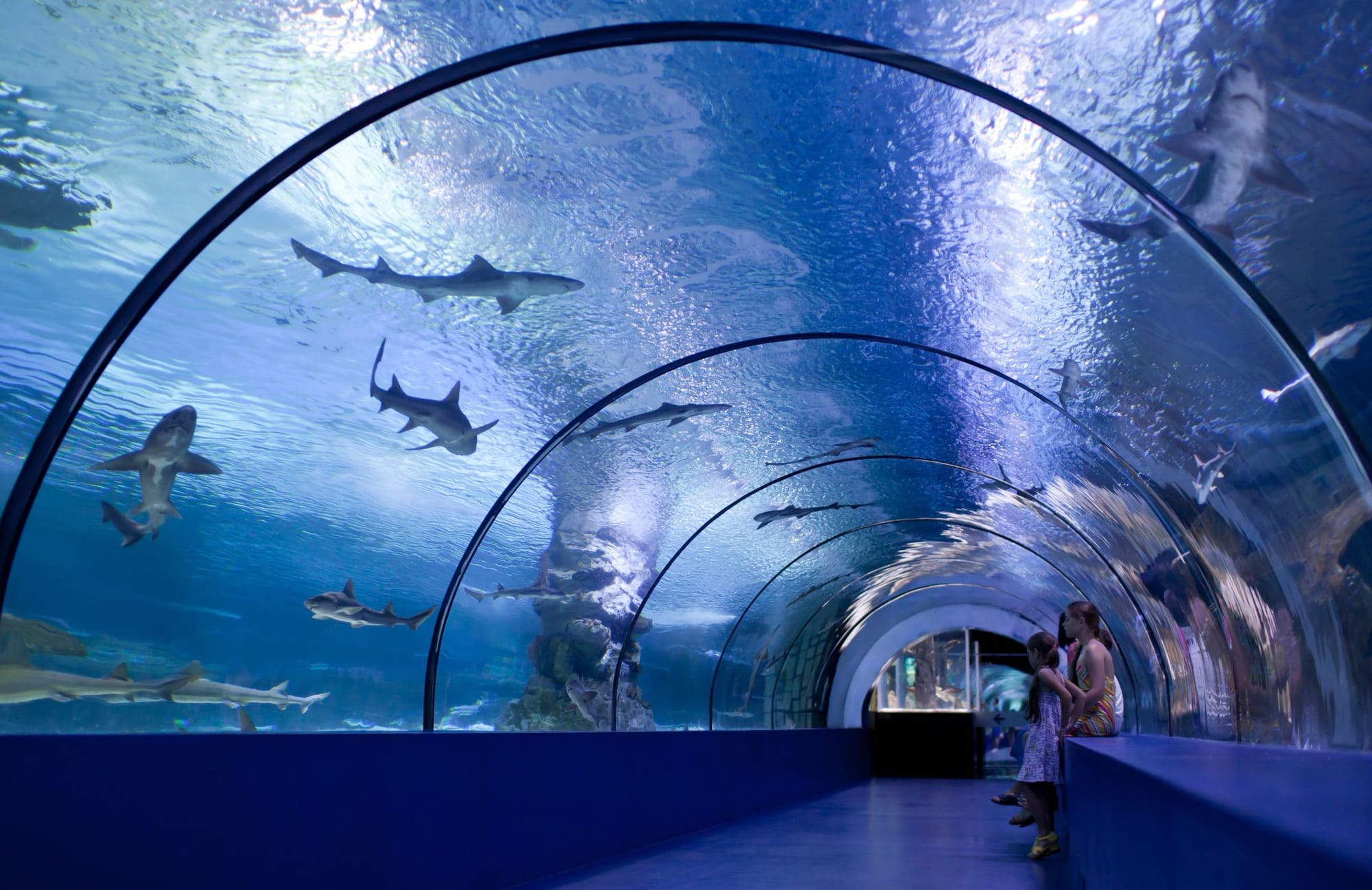Best things to do in Osaka - Osaka Aquarium Kaiyukan
