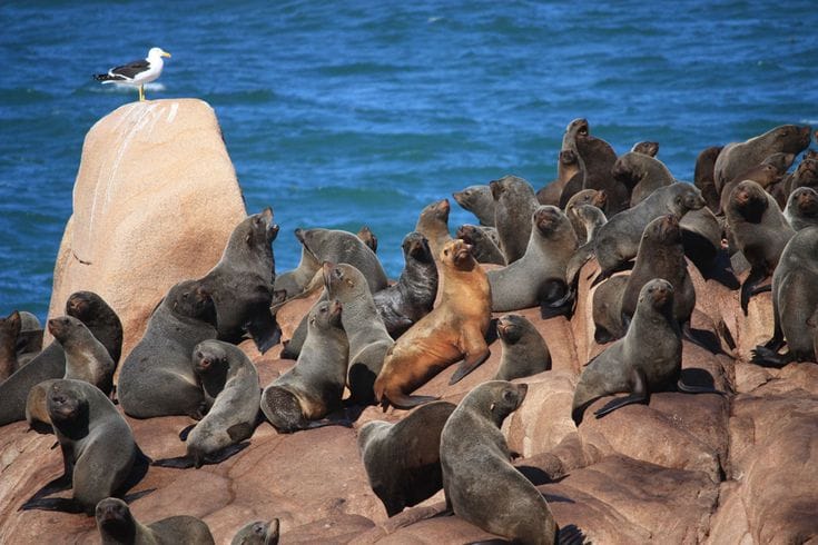 Large group of sea lions resting on rocky outcrops by the ocean at Cabo Polonio, Uruguay, with a seagull perched on a prominent rock in the background.