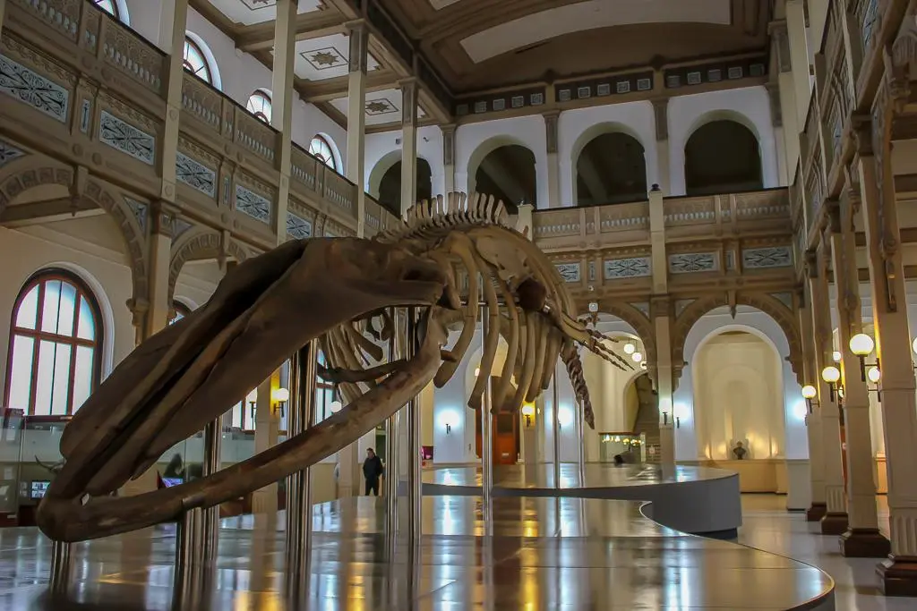 Whale skeleton on display in the grand hall of the National Museum of Natural History in Santiago, Chile, surrounded by ornate balconies and arches.