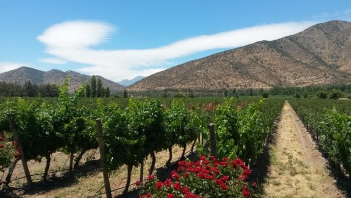 Rows of grapes surrounded by mountains on a sunny day at a wine vineyard near Santiago, Chile.