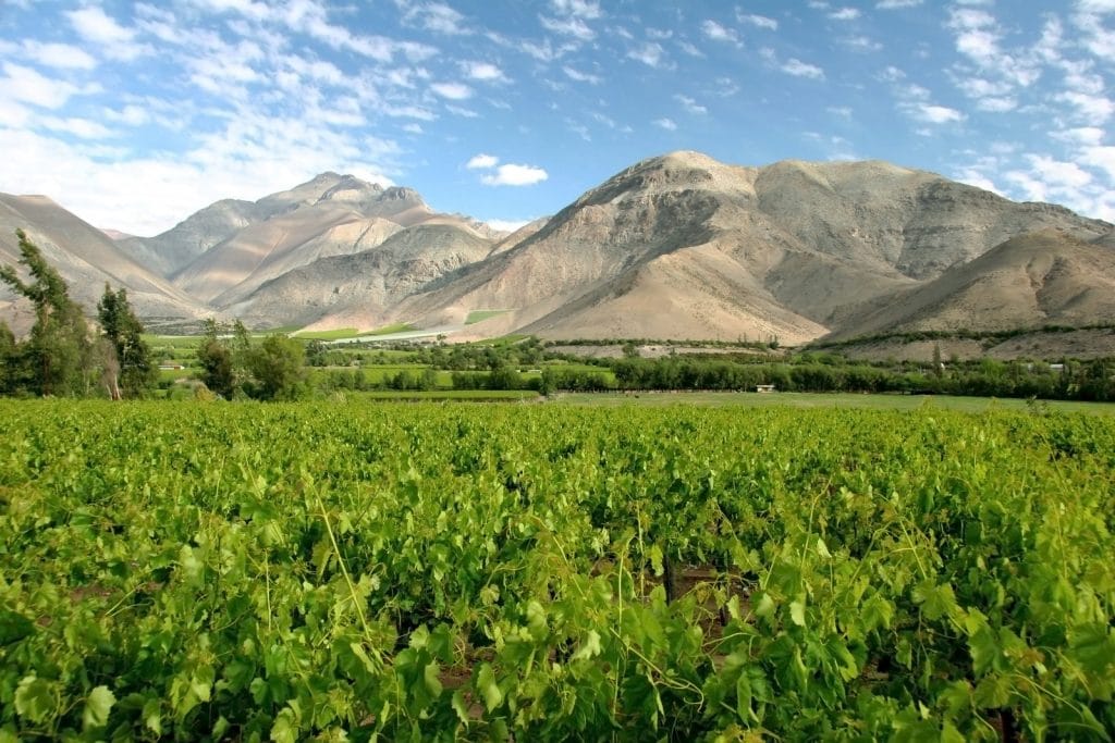 Lush green vineyard in Elqui Valley, Chile, with rugged, arid mountains rising in the background under a partly cloudy blue sky.