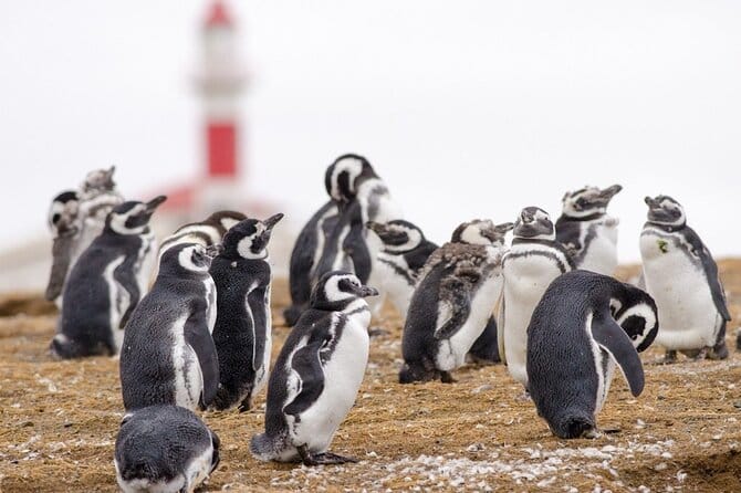 Group of Magellanic penguins gathered on the sandy ground of Isla Magdalena in Chile, with a red and white lighthouse blurred in the background on a cloudy day.