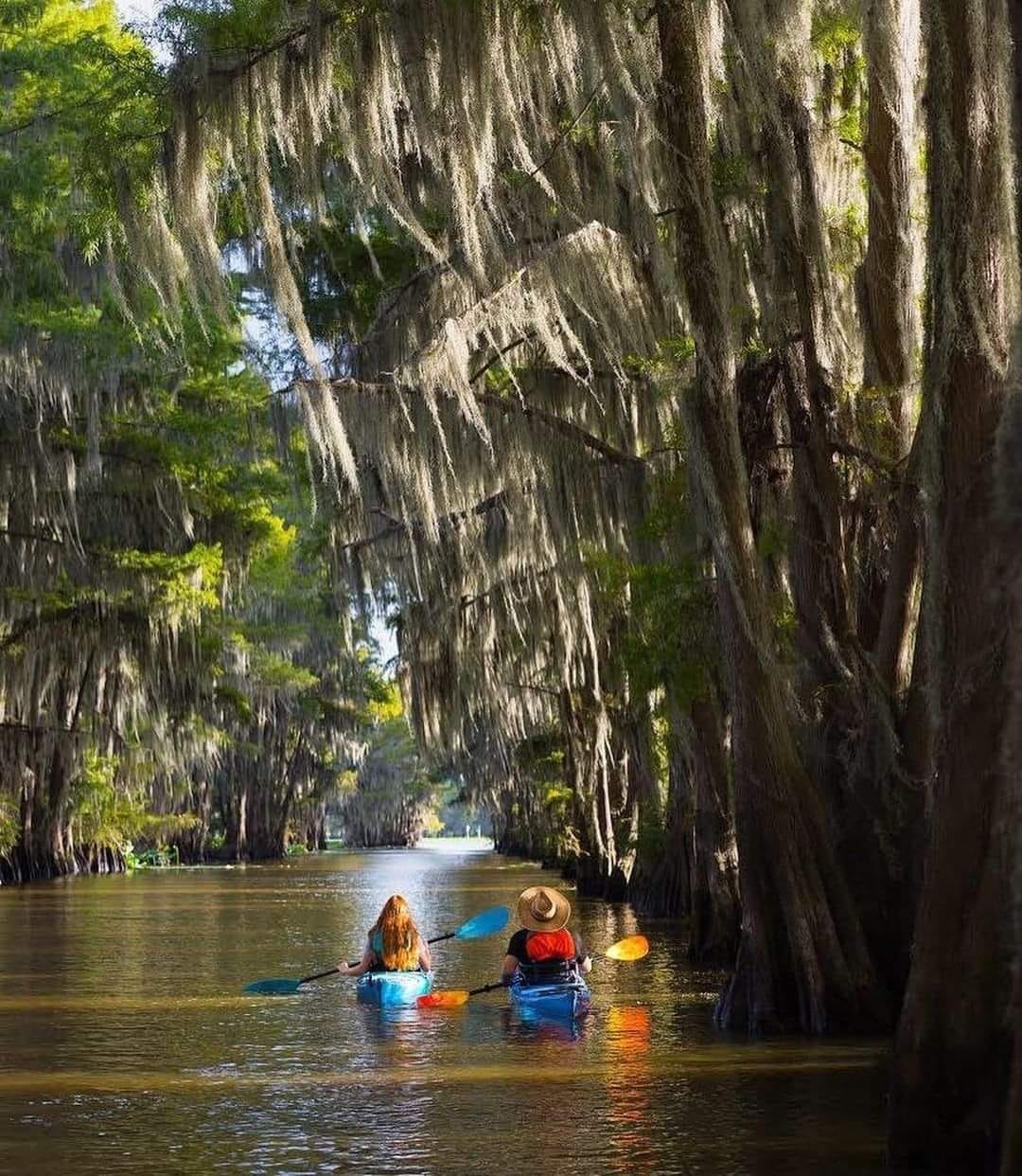Kayaking through the beautiful cypress trees at Caddo Lake.
