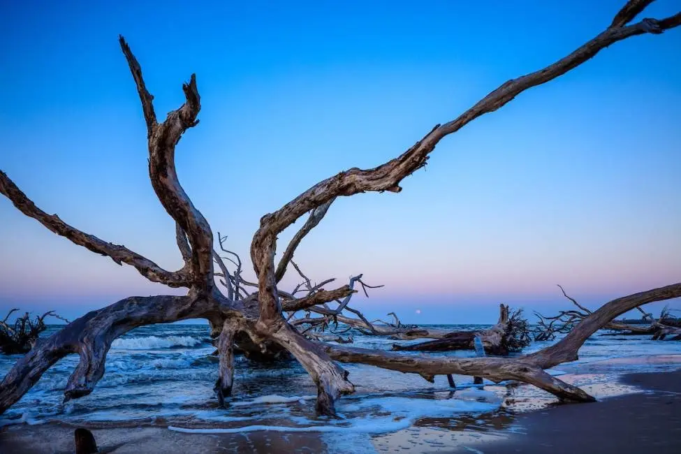 Large driftwood trees scattered along the shore at Big Talbot Island State Park during a pastel sunset.  