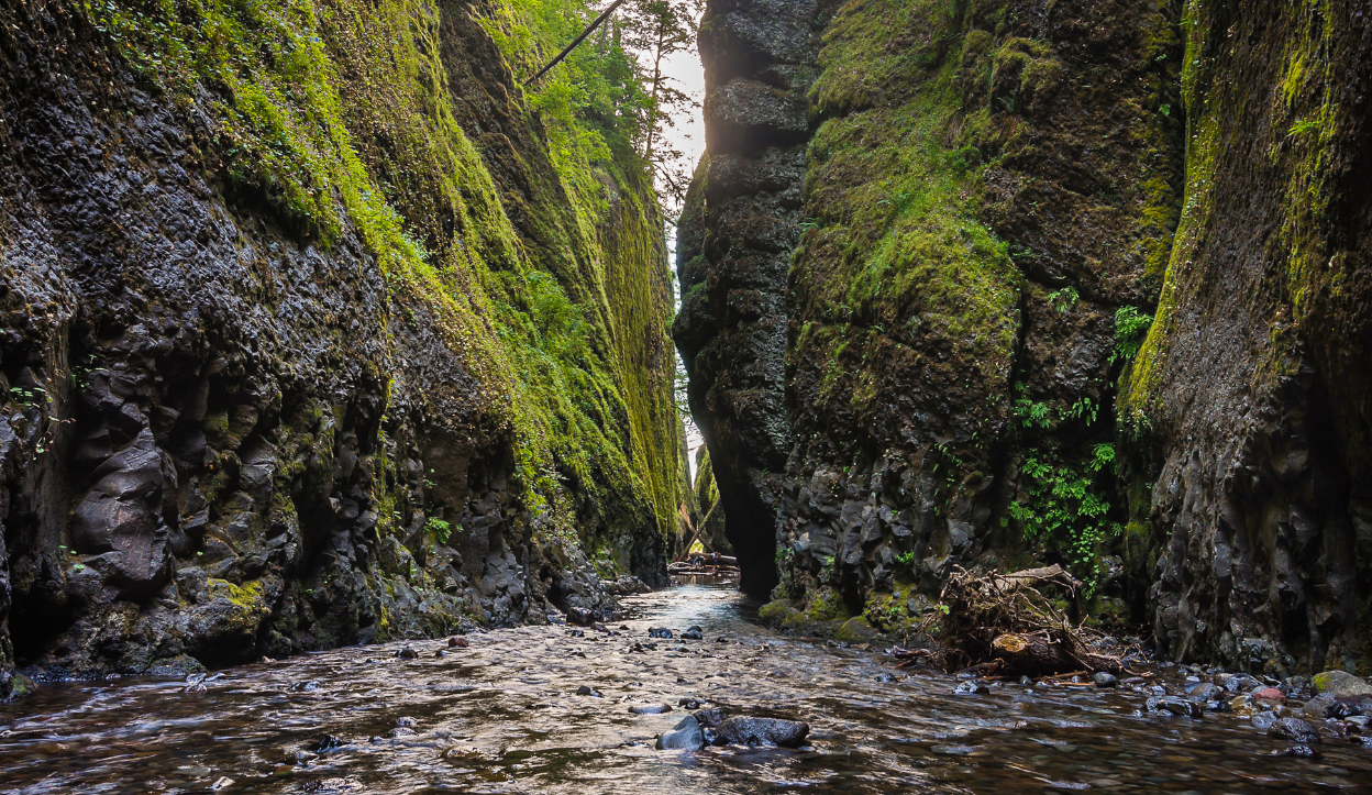 Narrow moss-covered canyon with steep basalt walls and a shallow stream running through the Columbia River Gorge National Scenic Area in Oregon, surrounded by lush greenery.
