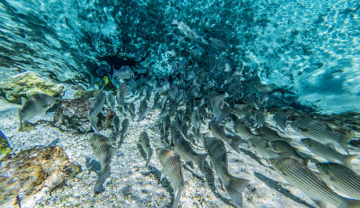 Underwater view of a large school of striped fish swimming through the clear, sandy waters of Silver Glen Springs in Florida, with rocks and aquatic vegetation.
