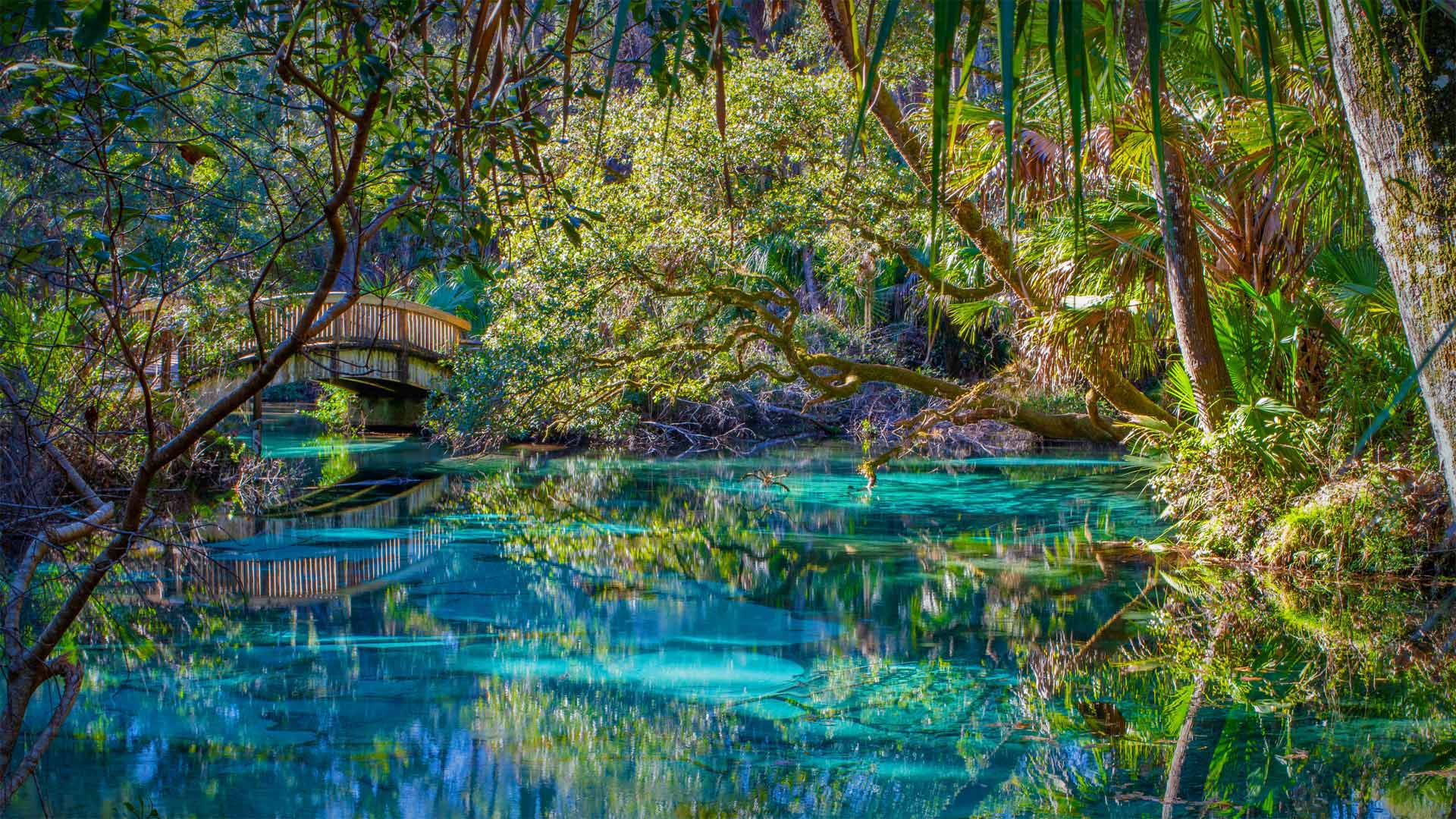 Scenic view of Juniper Springs in Florida with a wooden footbridge crossing over a turquoise spring, surrounded by vibrant greenery and overhanging trees.