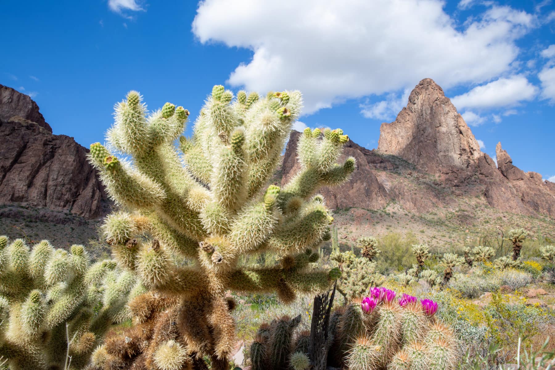 Cactus in a beautiful scene with pink blooms in the desert in a valley in the desert with mountains seen in the distance at Kofa National Wildlife Refuge in Yuma, Arizona.