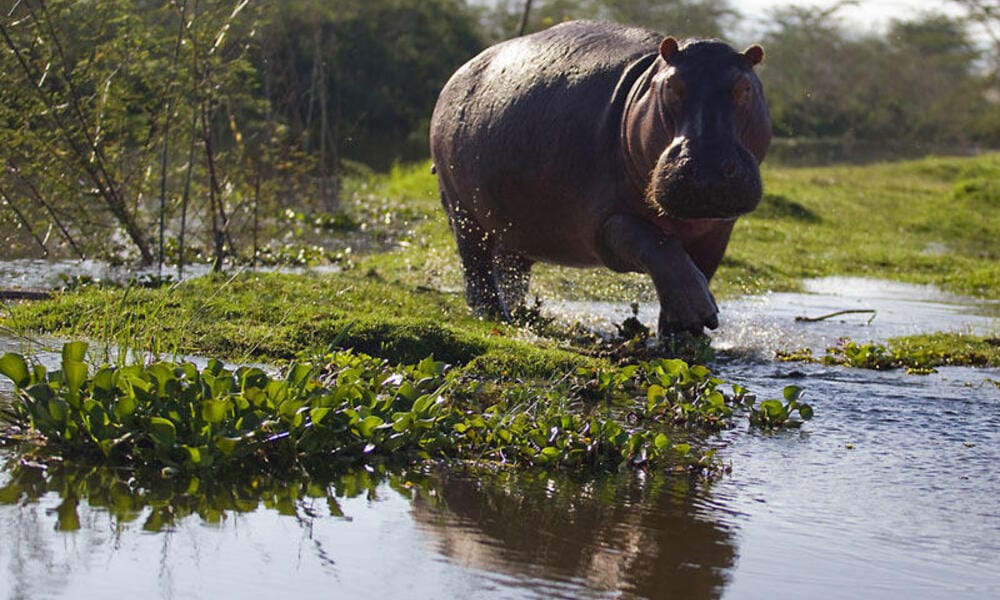 Hippopotamus walking through shallow water and grass near Lake Naivasha, surrounded by wetland vegetation.