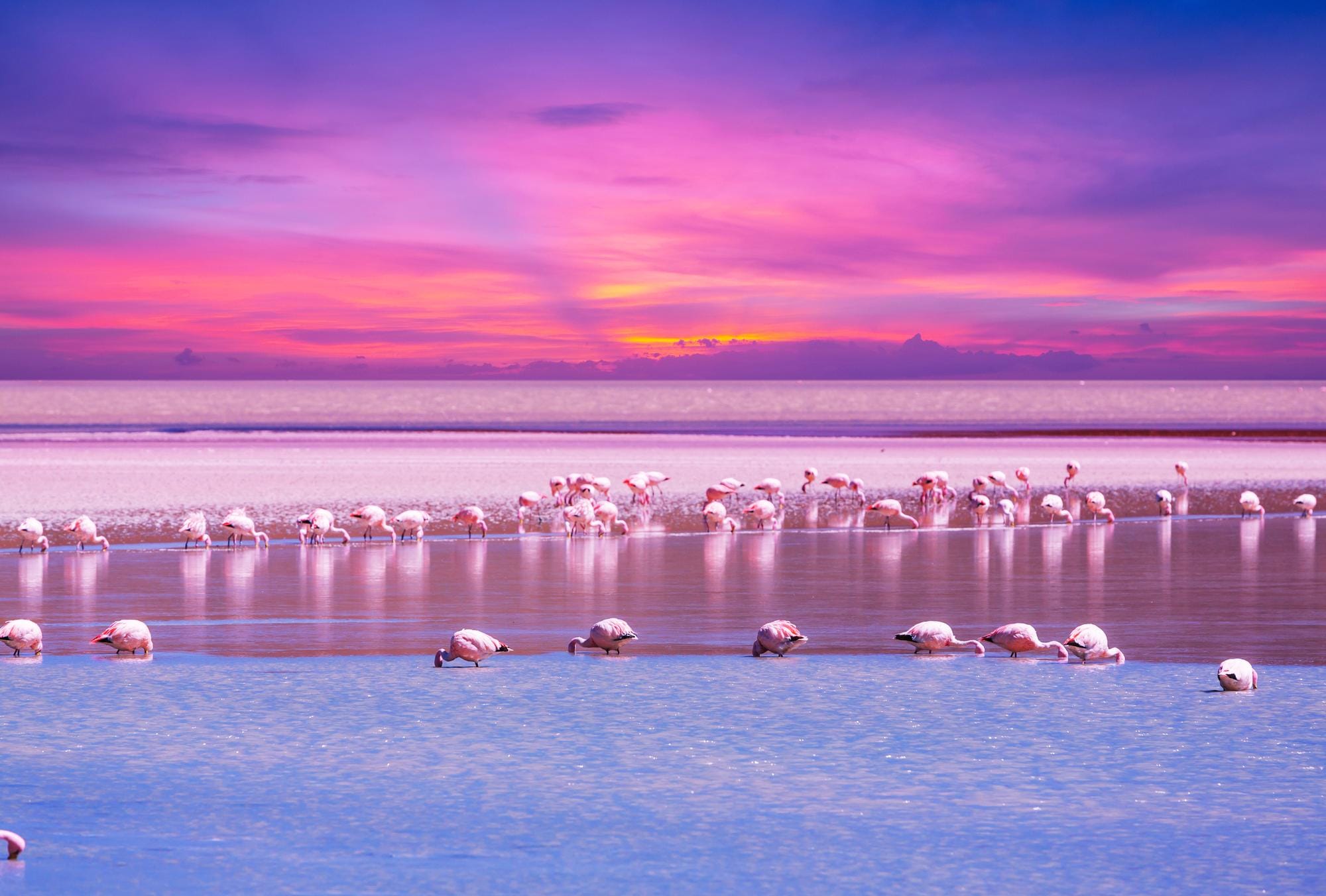 Flock of pink flamingos feeding in the shallow waters of Lake Nakuru at sunset in Kenya, with a vibrant purple and orange sky reflecting on the lake.