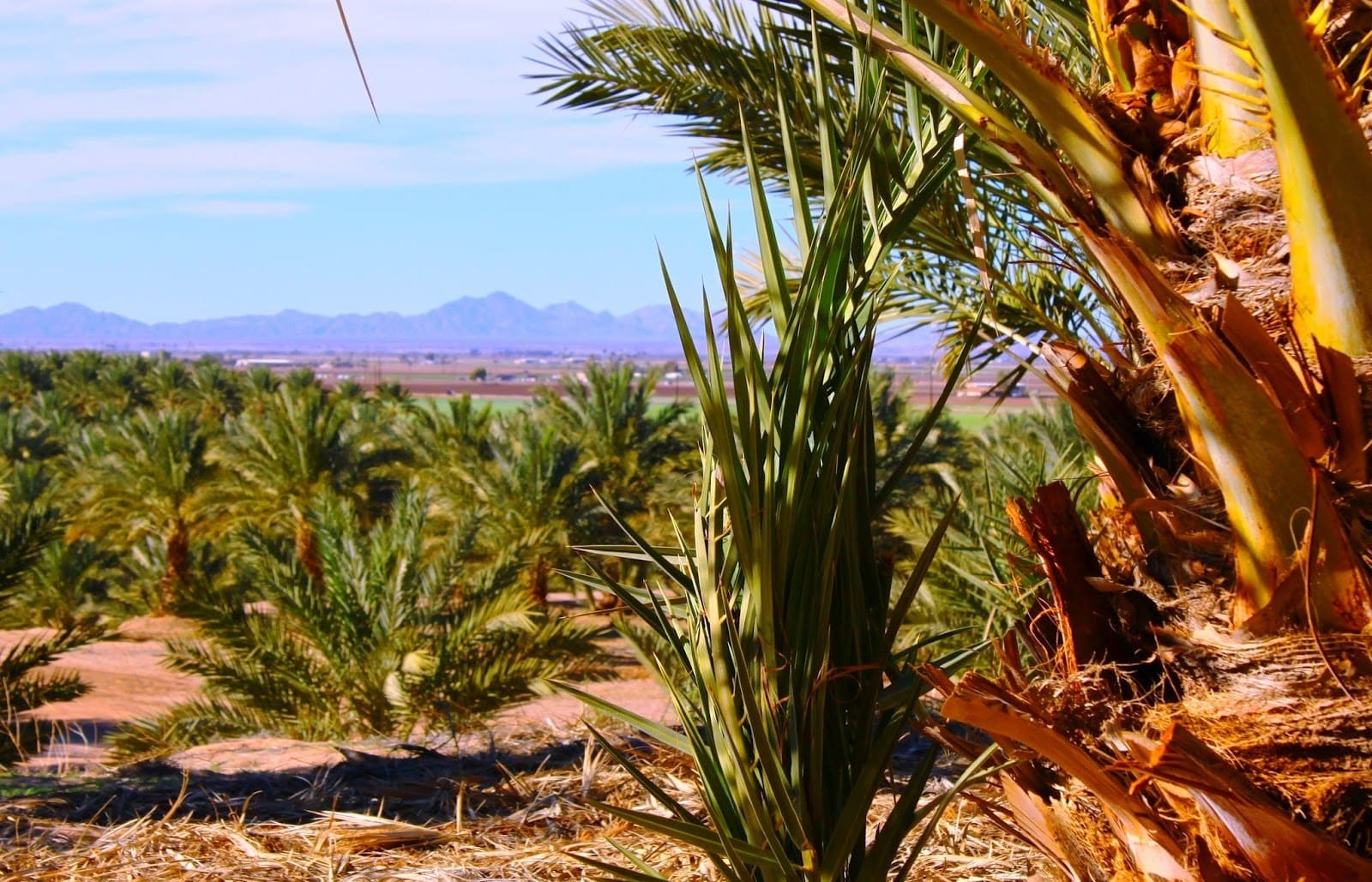 Date Trees on a farm at Martha's Gardens Medjool Date Farm in Yuma, Arizona.