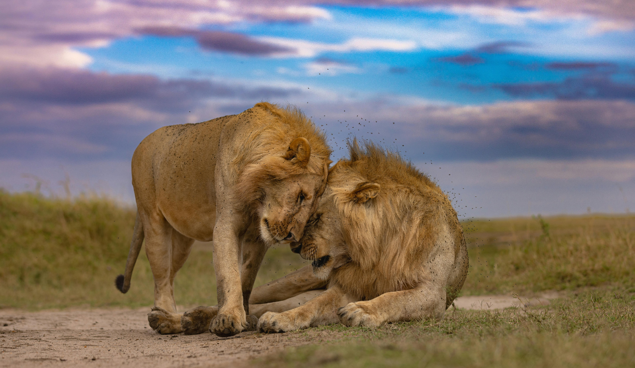 Two male lions bonding on a dirt path in the Masai Mara during sunset, with one lion nuzzling the other.