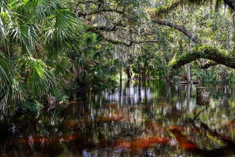 Reflections of oak trees and hanging moss on still, dark waters in a shaded area of Myakka River State Park.