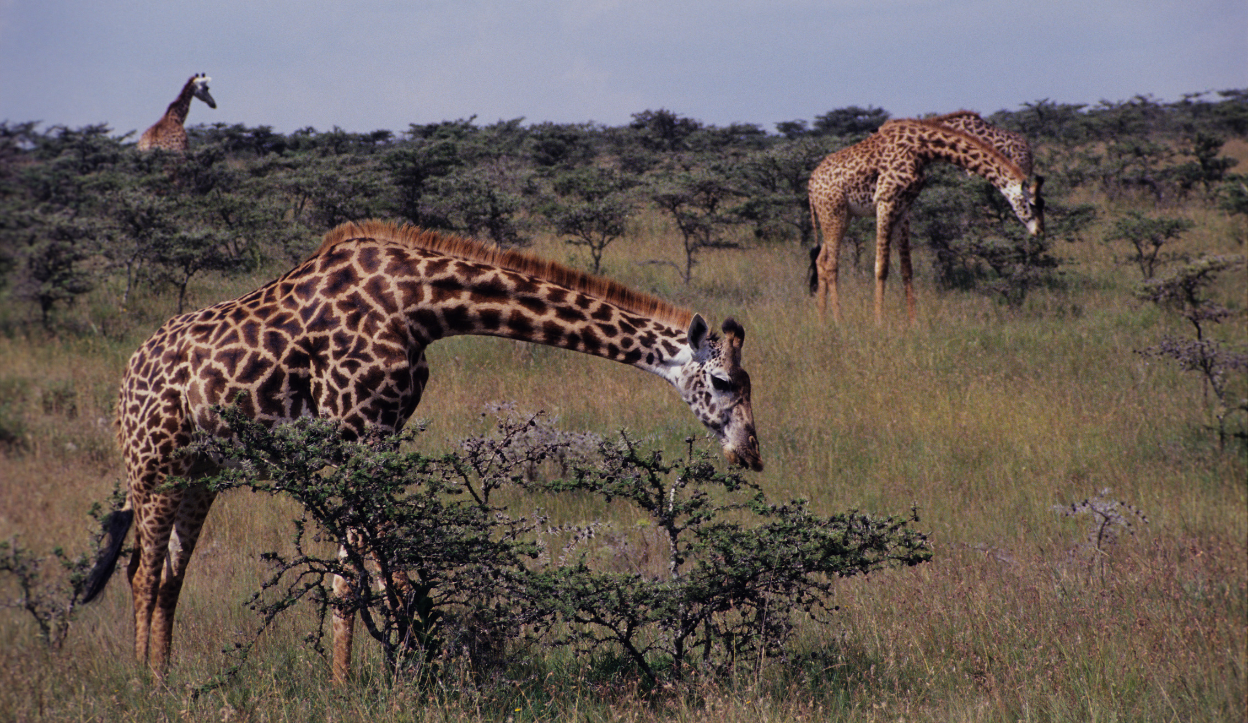 Three giraffes walking through green bushland with Mount Kilimanjaro in the background at Tsavo National Park, Kenya.