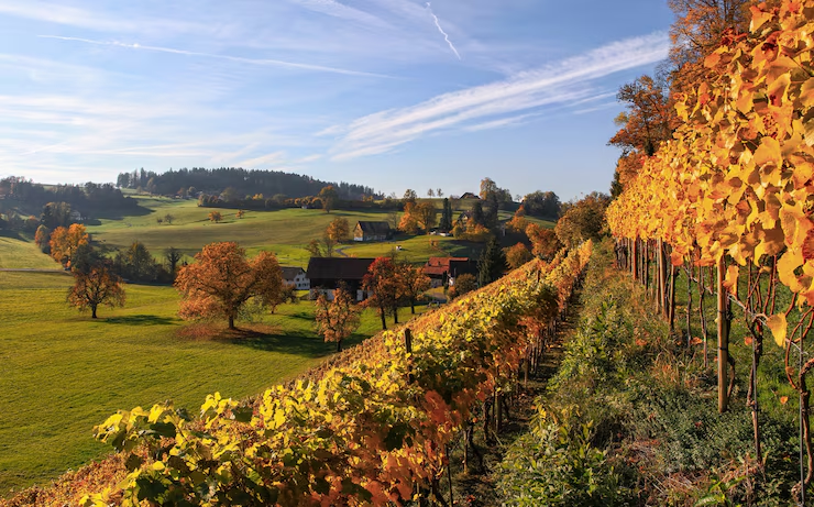 Golden vineyards and rolling hills in Normandy, France, during fall, with scattered farmhouses, colorful trees, and a clear blue sky with wispy clouds.