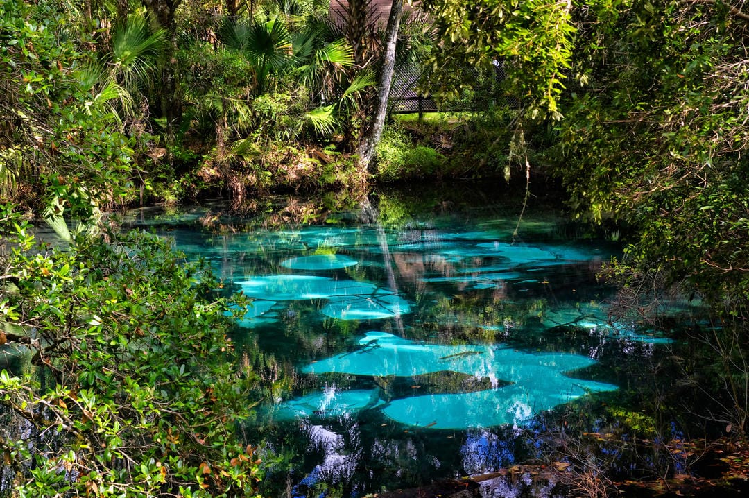 Vibrant blue spring with limestone pools and tropical foliage in Ocala National Forest, reflecting surrounding trees.
