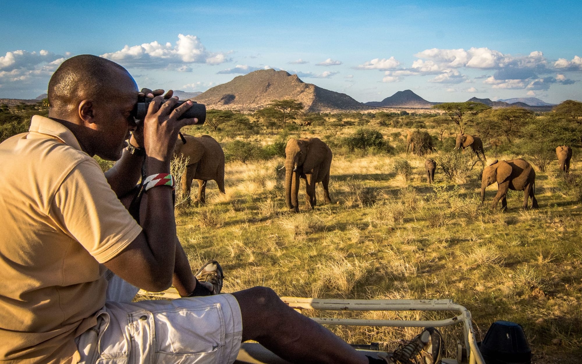 Safari guide observing a herd of African elephants in the dry grasslands of Samburu National Reserve, Kenya.