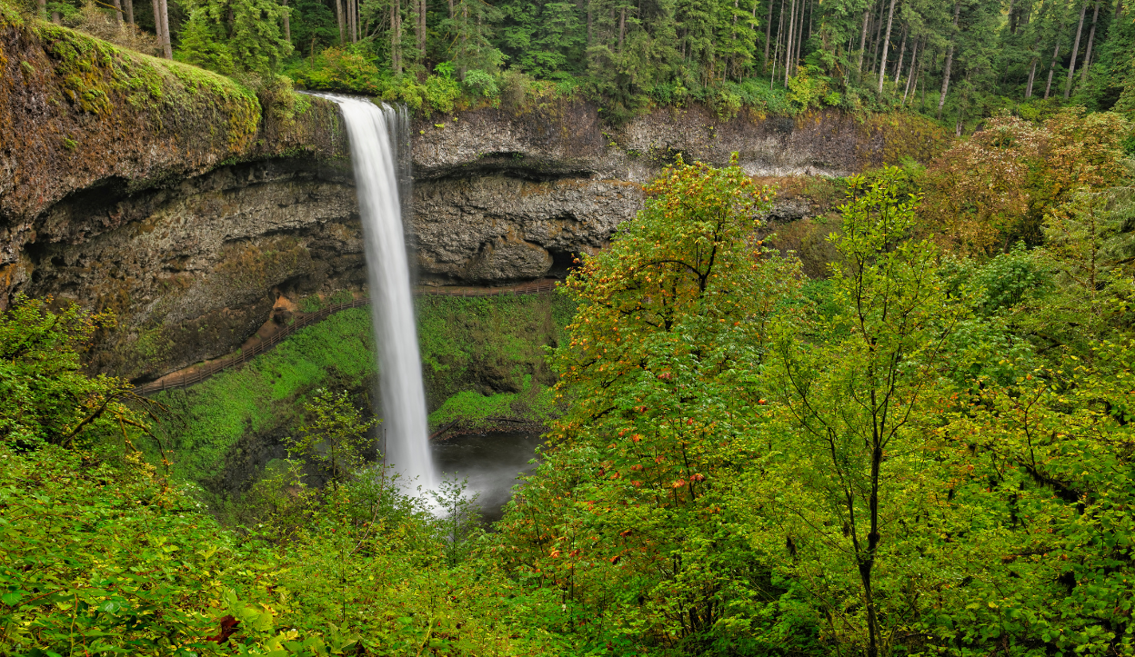 Majestic vertical waterfall cascading into a lush green forest basin at Silver Falls State Park in Oregon, surrounded by dense trees and rocky cliffs.