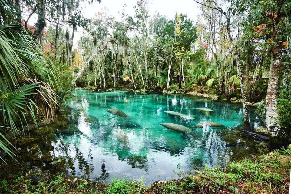 Crystal-clear waters of Three Sisters Springs in Florida with a group of manatees swimming, surrounded by trees and tropical vegetation.