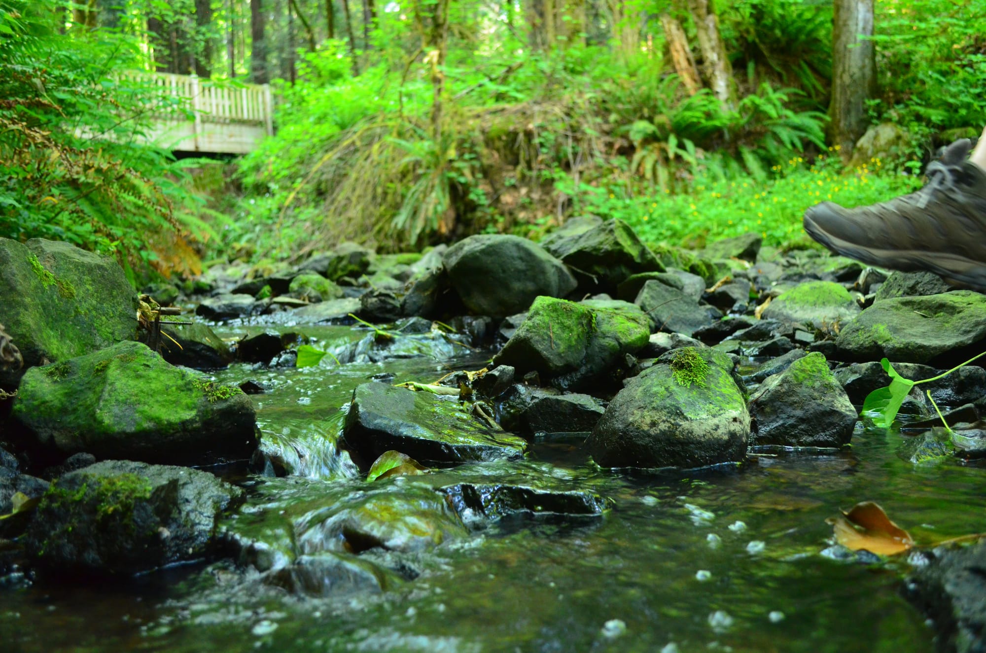 Close-up of a moss-covered rocky stream running through the lush, green forest of Tryon Creek State Natural Area in Oregon, with a wooden bridge visible in the background and a hiker’s shoe entering the frame.