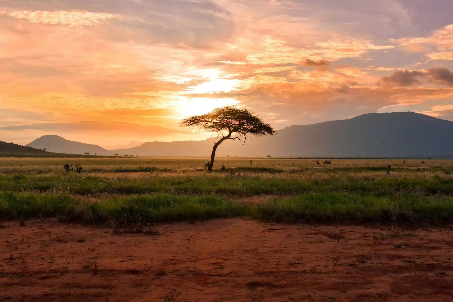 Lone acacia tree silhouetted against a vibrant orange and pink sunset in Tsavo National Park, Kenya.