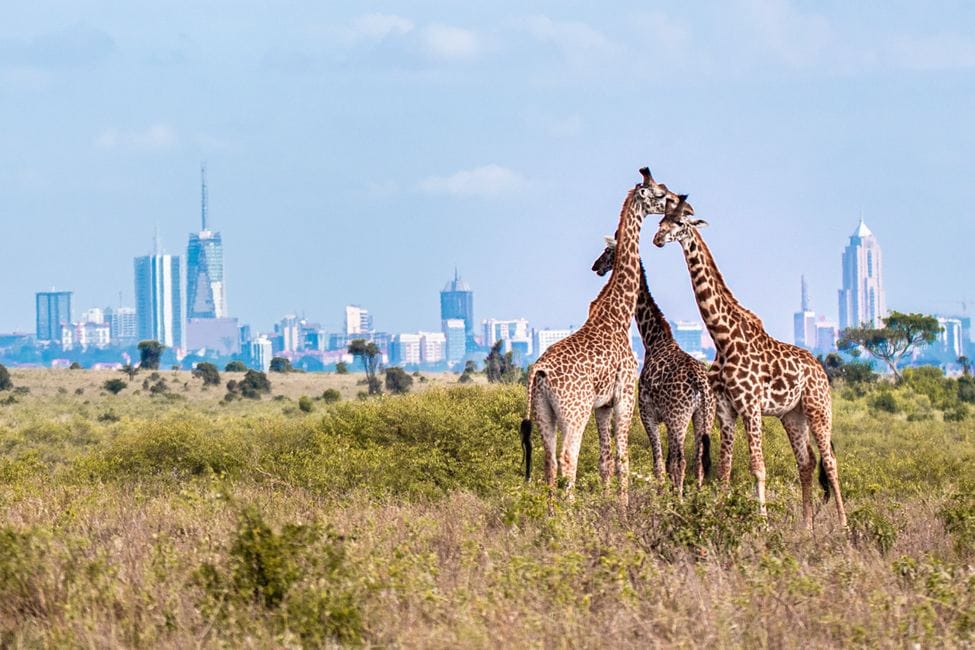 Group of giraffes standing in Nairobi National Park with the Nairobi city skyline visible in the distance.
