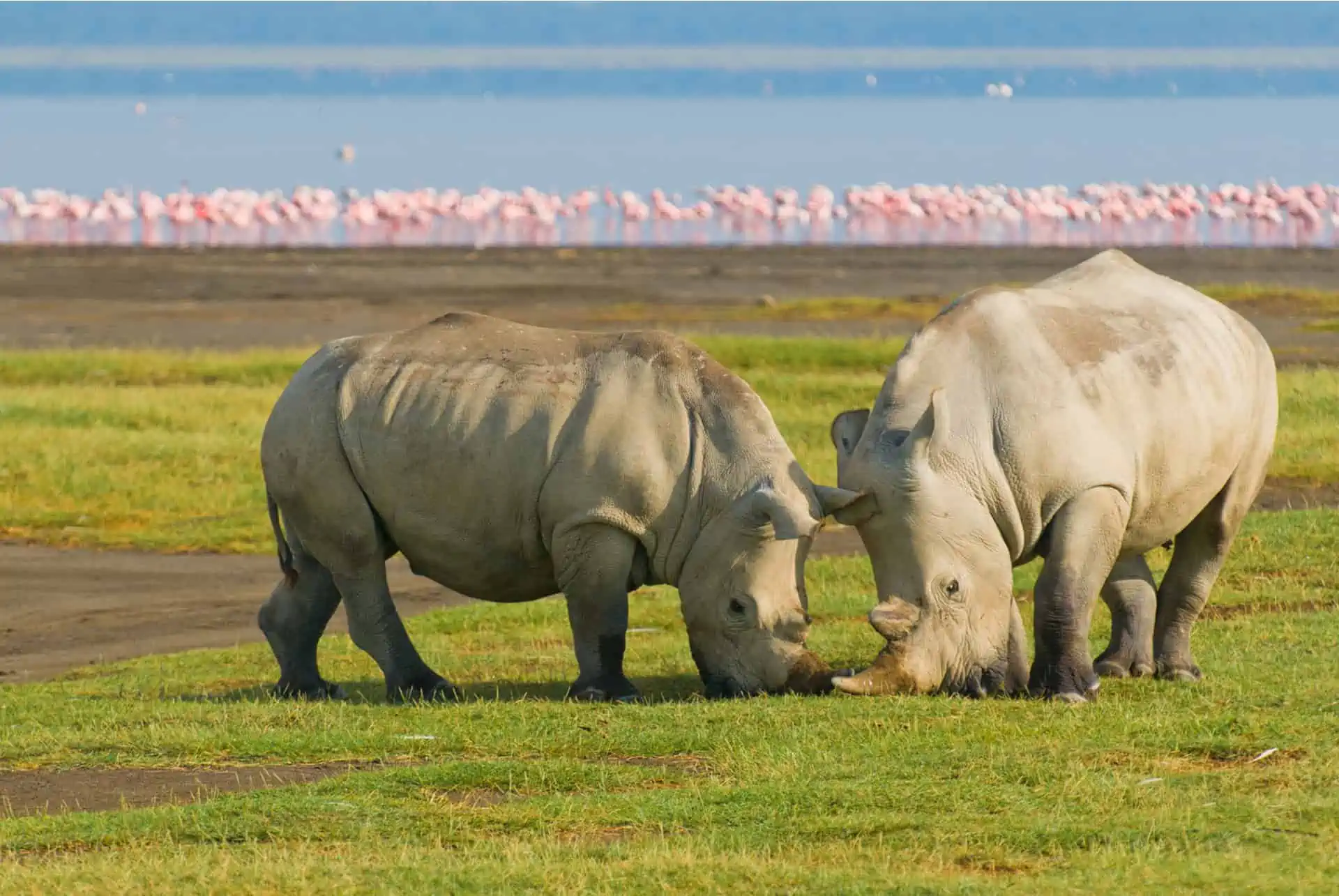 Two white rhinos grazing on grass near Lake Nakuru in Kenya, with a flock of pink flamingos by the lake in the background.