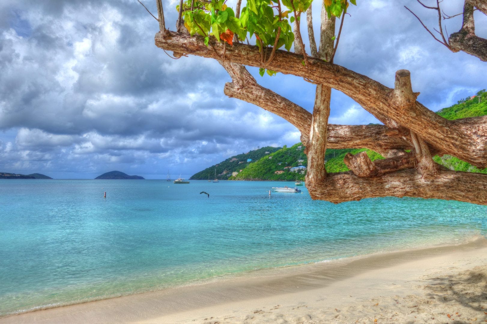 A view from under a tree looking at clear blue waters at Banana Bay Beach in St. Kitts.