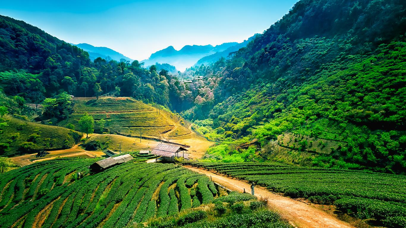 lush greenery on a farm in Chiang Mai Thailand, surrounded by mountains and jungle.