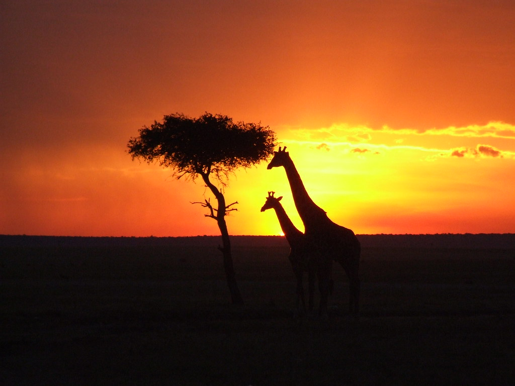 Giraffes at sunset beside a acacia tree in Maasai Mara, Africa