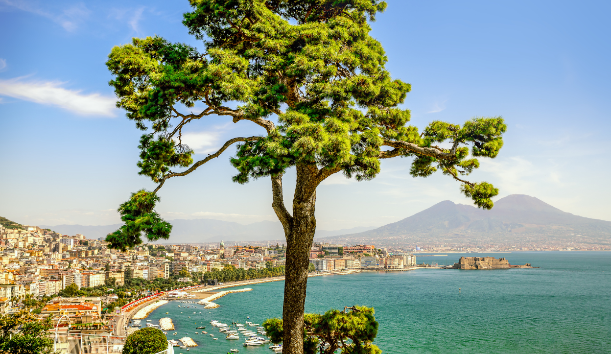 A tree is upclose with a view of Naples, Italy and a volcano in the background.