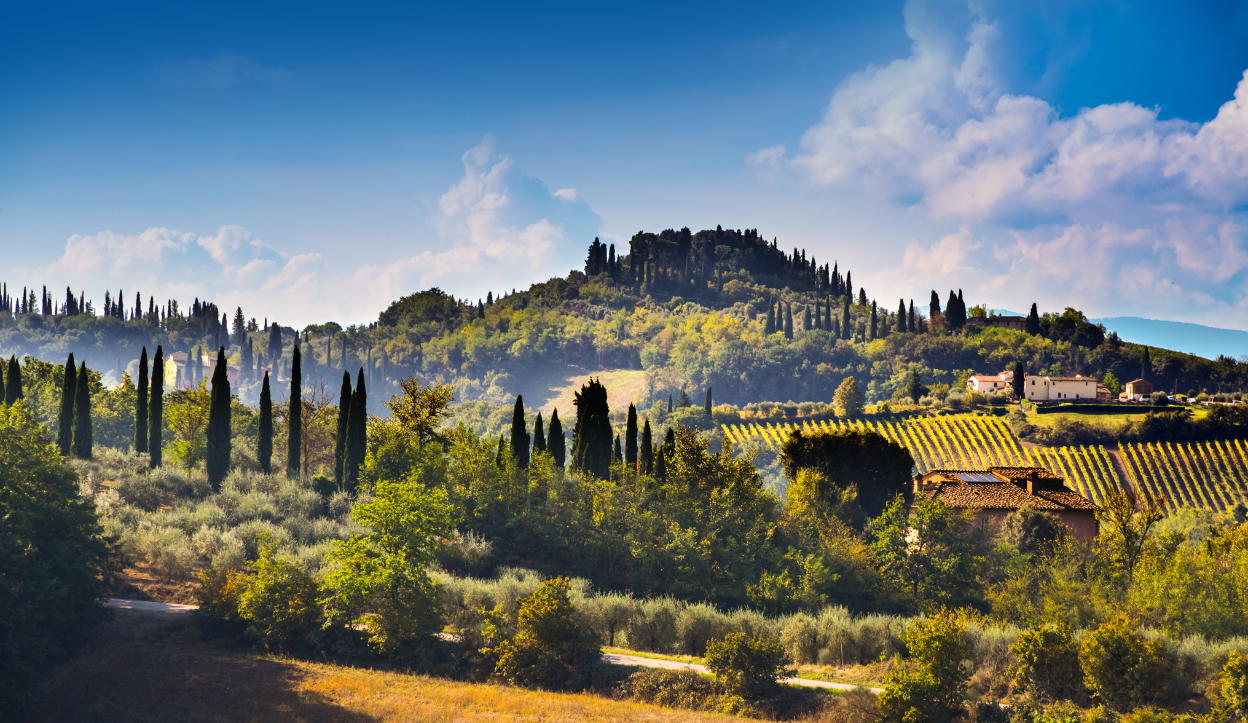 Green fields for wine vineyards in Tuscany Italy.