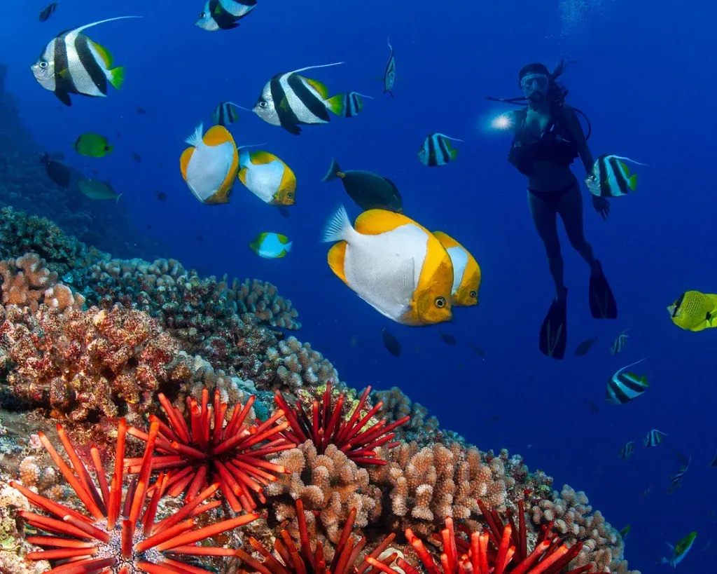 A woman scruba diving near fish and coral at Molokini Crater near Maui, Hawaii.