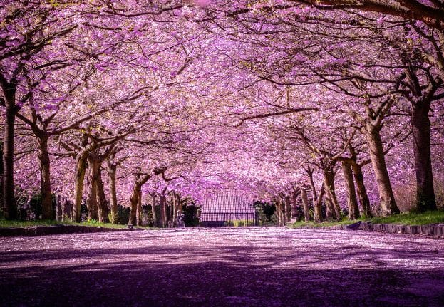 Bright pink cherry blossom trees in Denmark in the spring time alongside a road.