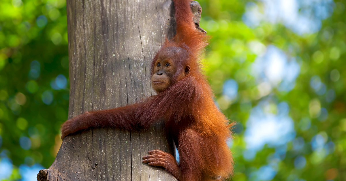 Explore Borneo