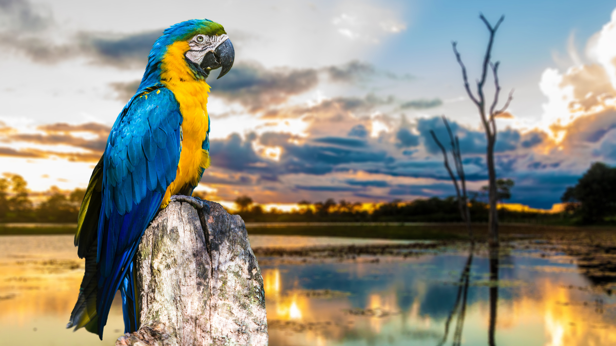 What's Brazil Like In July? Weather, Tourism, & More
