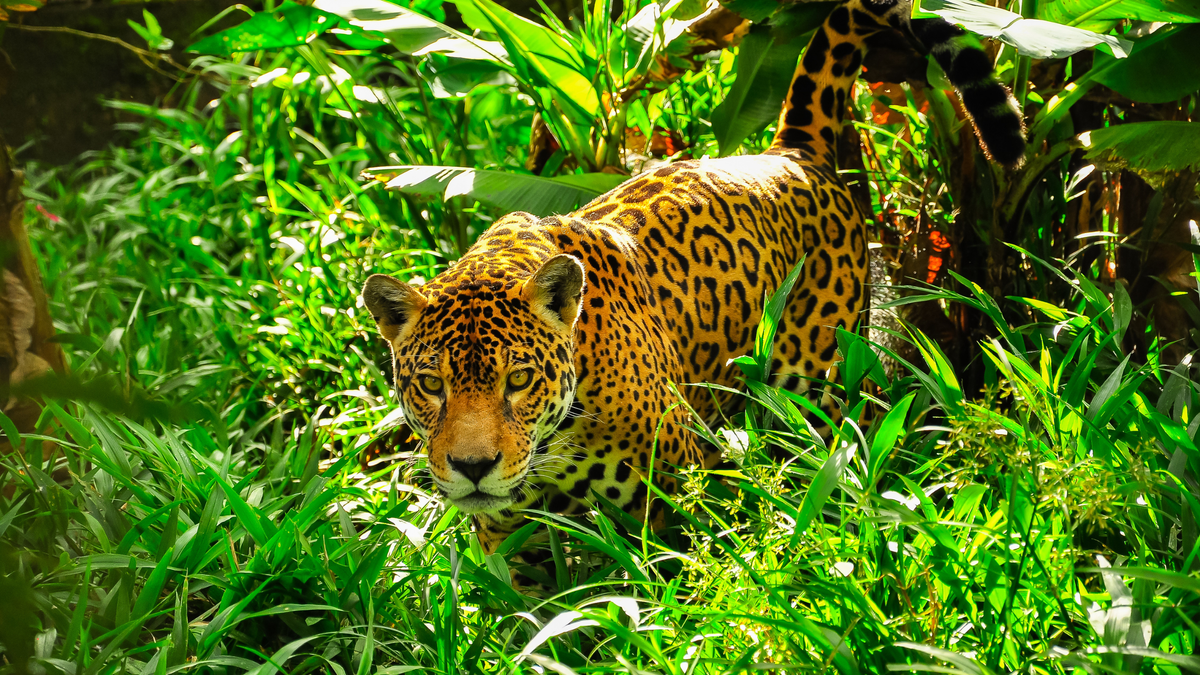 What's Brazil Like In November? Weather, Tourism, & More