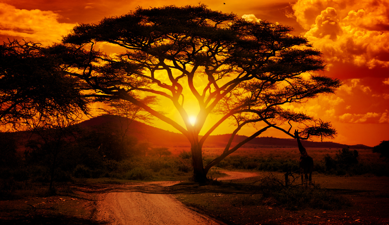 Cheapest and Most Expensive Times to Visit Africa