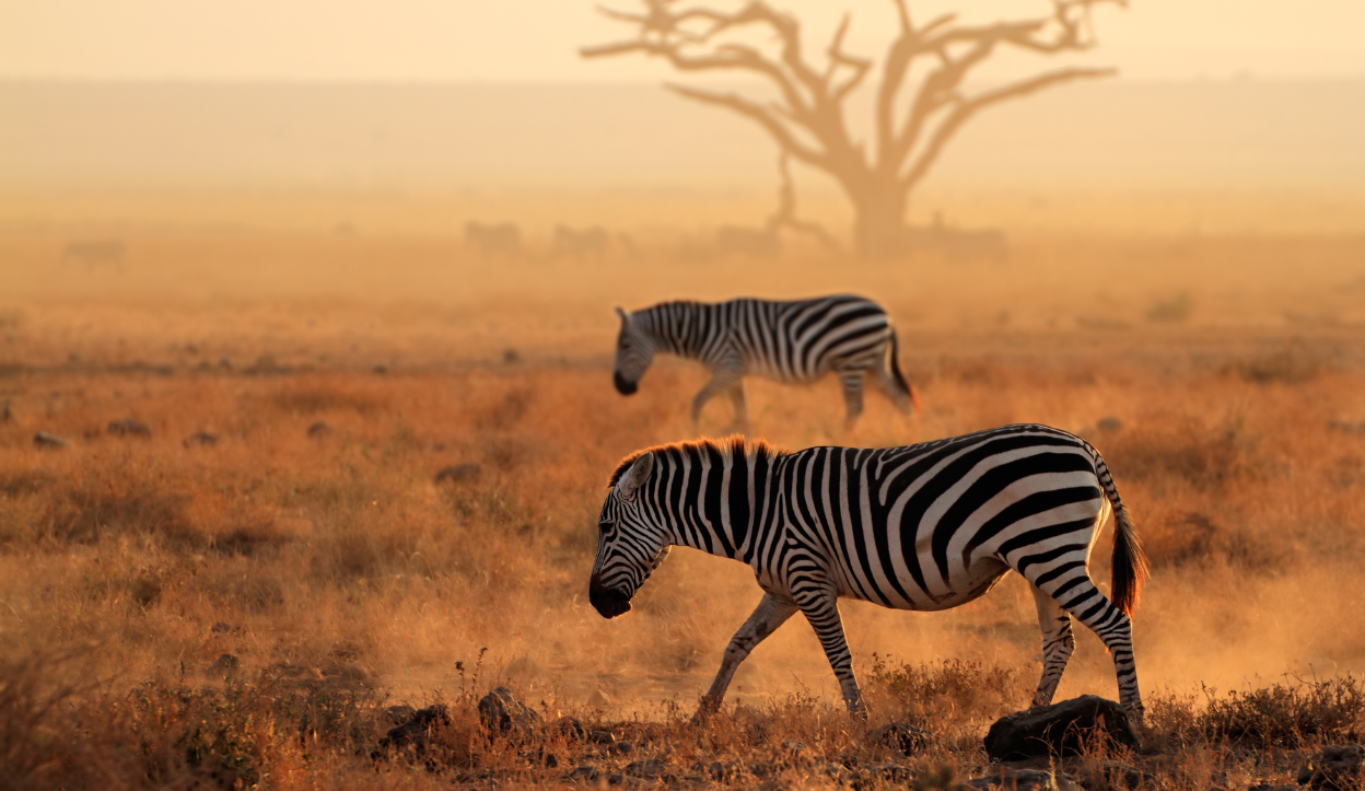 Kenya Travel Guide – Everything You Need to Know Before You Visit