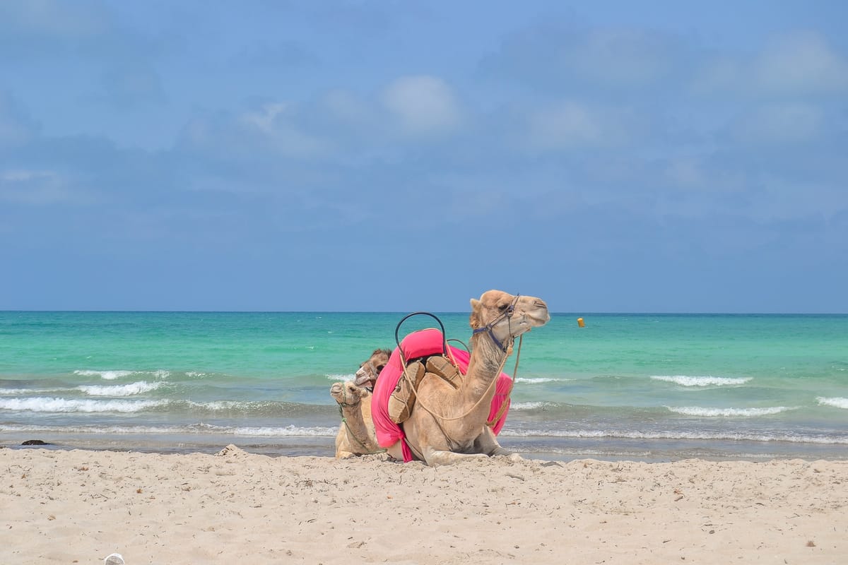 Djerba’s Cheapest and Most Expensive Times To Visit