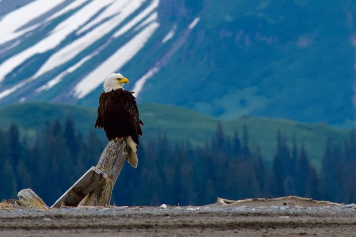 A Mature Bald Eagle is sitting on top of a tree inside Banff.
