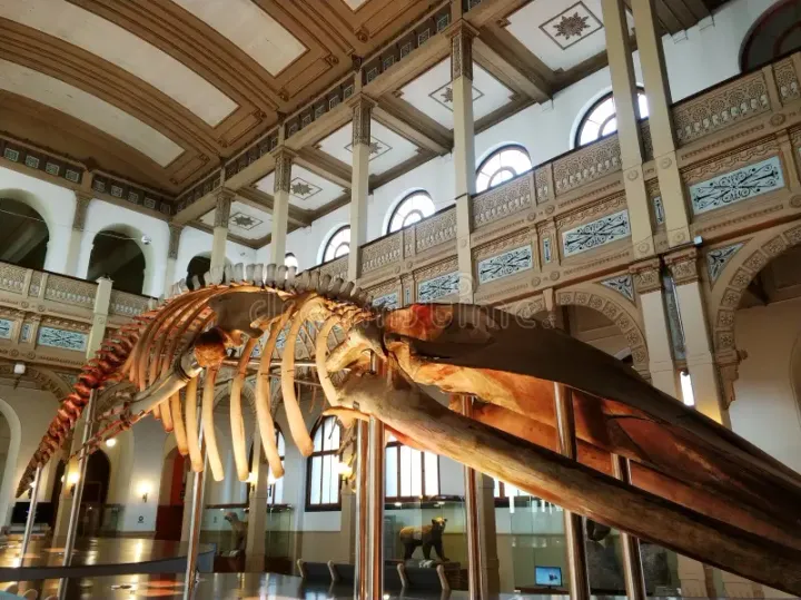 Blue whale skeleton displayed in the grand hall of the National Museum of Natural History in Santiago, Chile, beneath ornate balconies and arched windows.